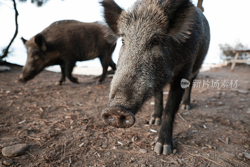 野猪(Sus scrofa)，欧亚野猪